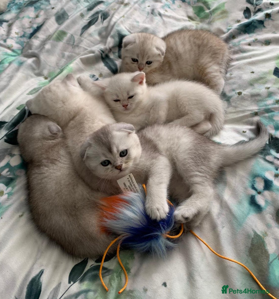 Scottish Fold cats Adorable Scottish Fold & Straight Kittens - Advert 17