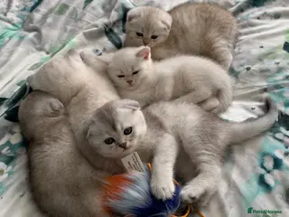 Scottish Fold cats Adorable Scottish Fold & Straight Kittens - Advert 17