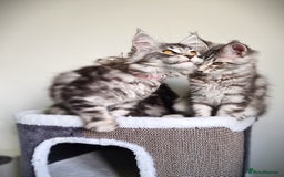 Maine Coon cats for sale: STUNNING XL PEDIGREE MAINE COON KITTENS  - Image 11