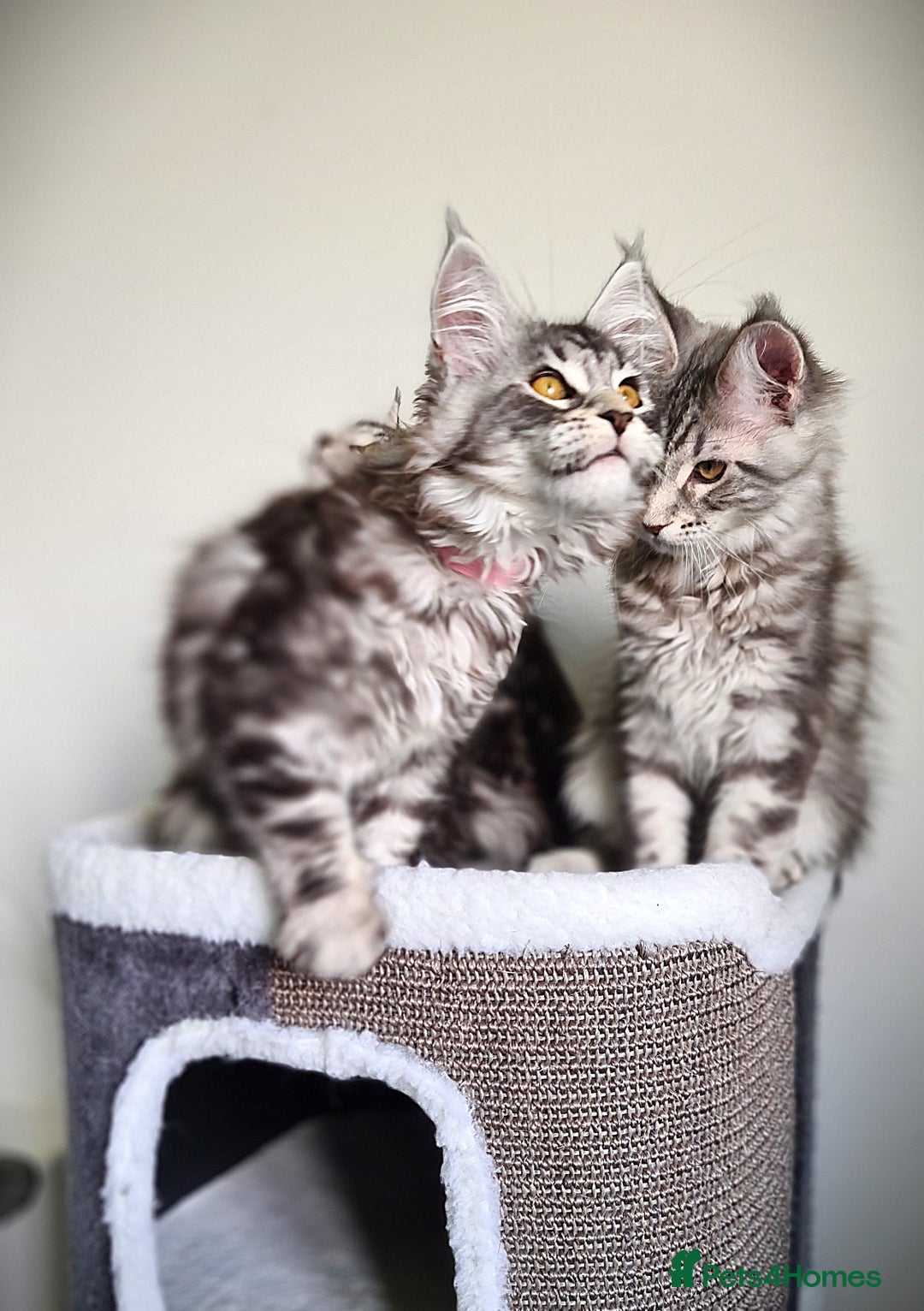Maine Coon cats for sale: STUNNING XL PEDIGREE MAINE COON KITTENS  - Image 11