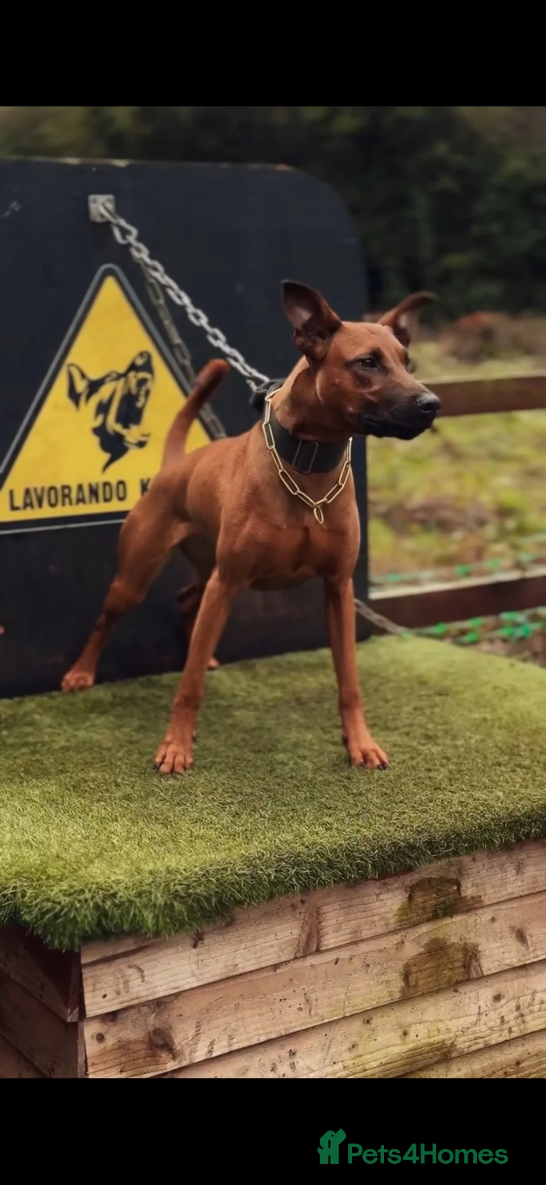 Mixed Breed dogs for sale: F1b Dobermann hybrid  - Advert 2