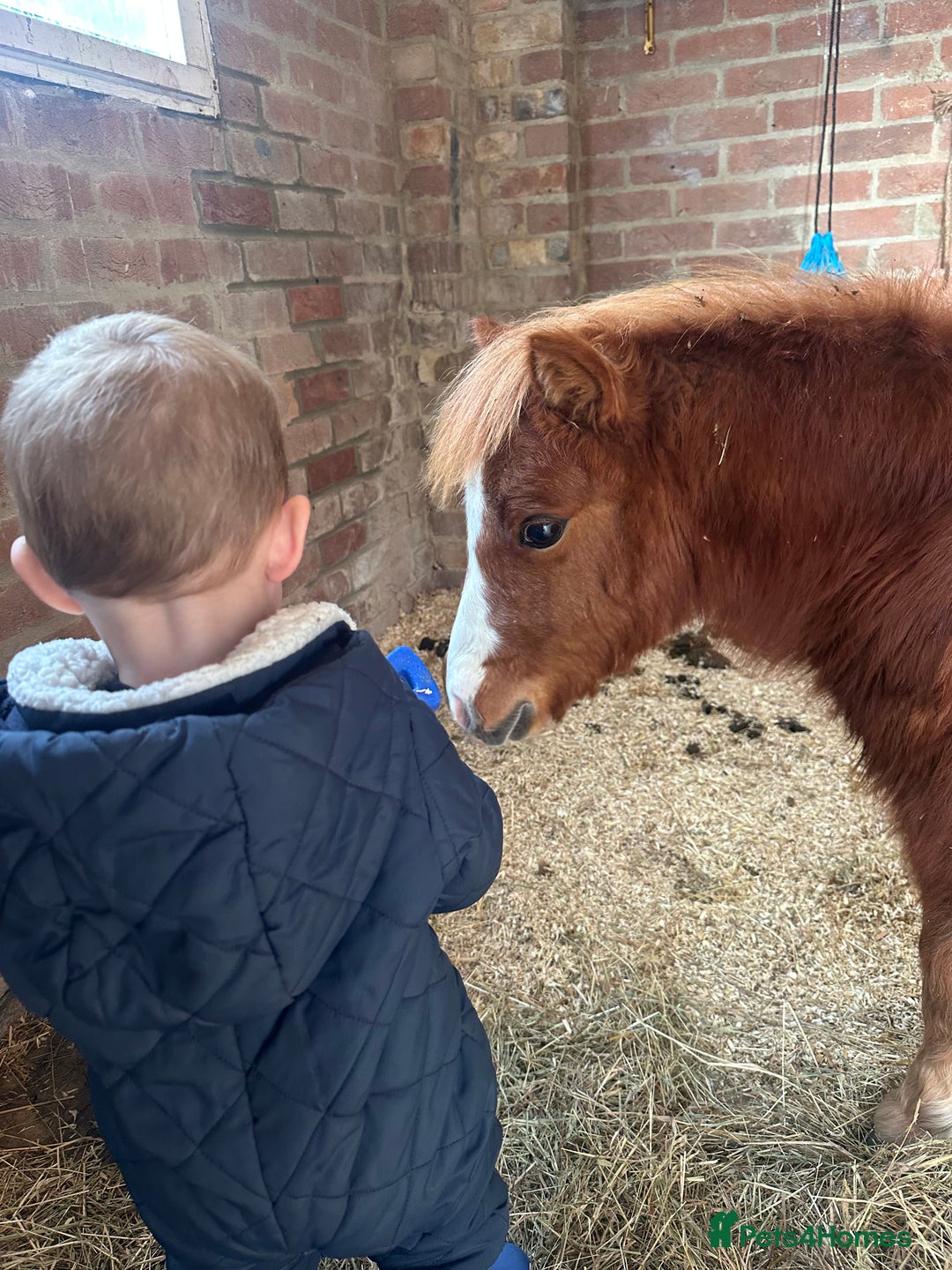 Shetland pony horses for sale: Miniature Shetland pony  - Advert 2