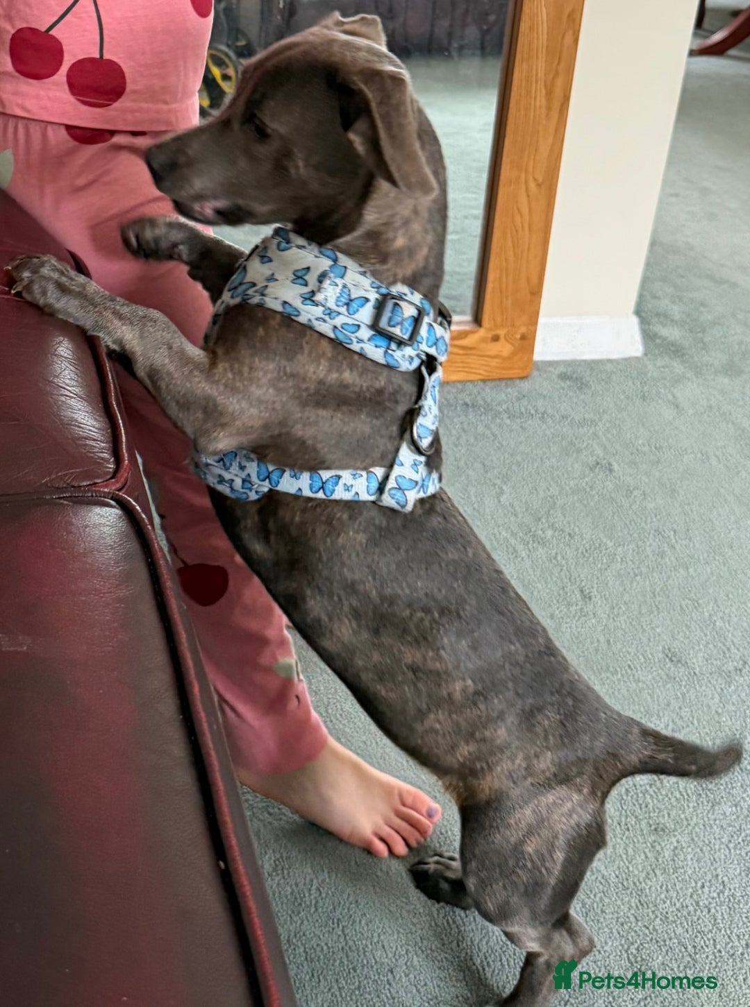 Mixed Breed dogs for sale: Pippa  - Advert 1