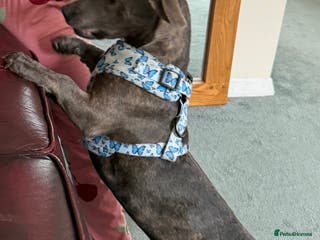 Mixed Breed dogs Pippa - Advert 18