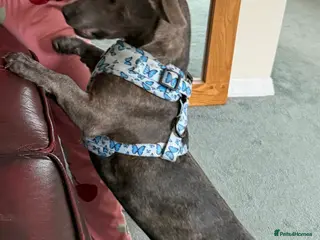 Mixed Breed dogs Pippa - Advert 19