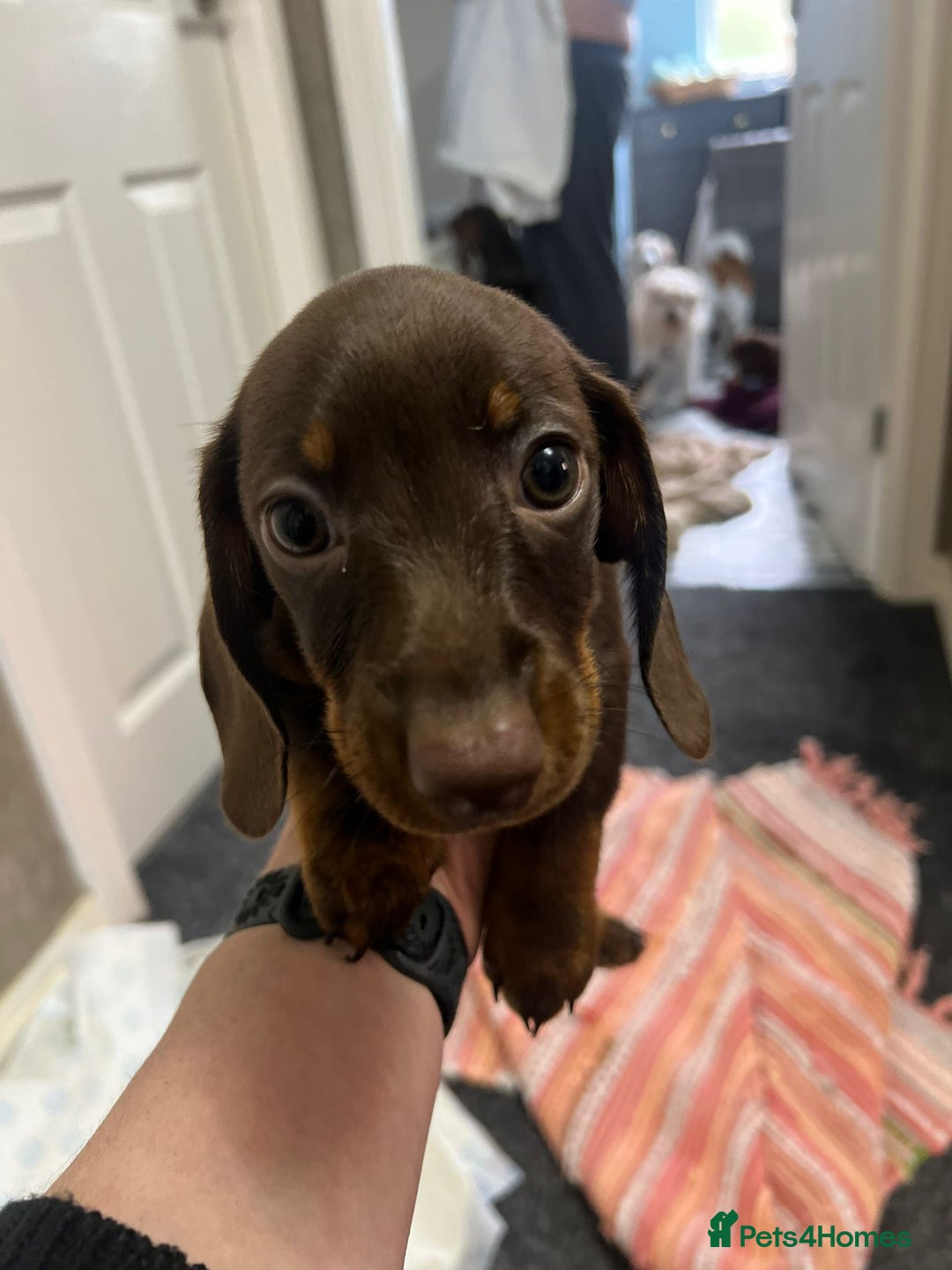 Miniature Dachshund dogs for sale: 3 Little Magical Miniature Dachshunds for Sale - Image 13