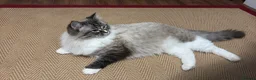 Ragdoll cats for sale: GSSF Four boys and 2 girls Ragdolls kittens  - Advert 23
