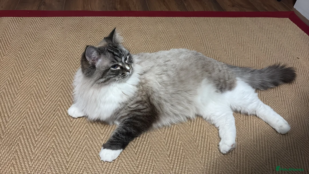 Ragdoll cats for sale: GSSF Four boys and 2 girls Ragdolls kittens  - Advert 23