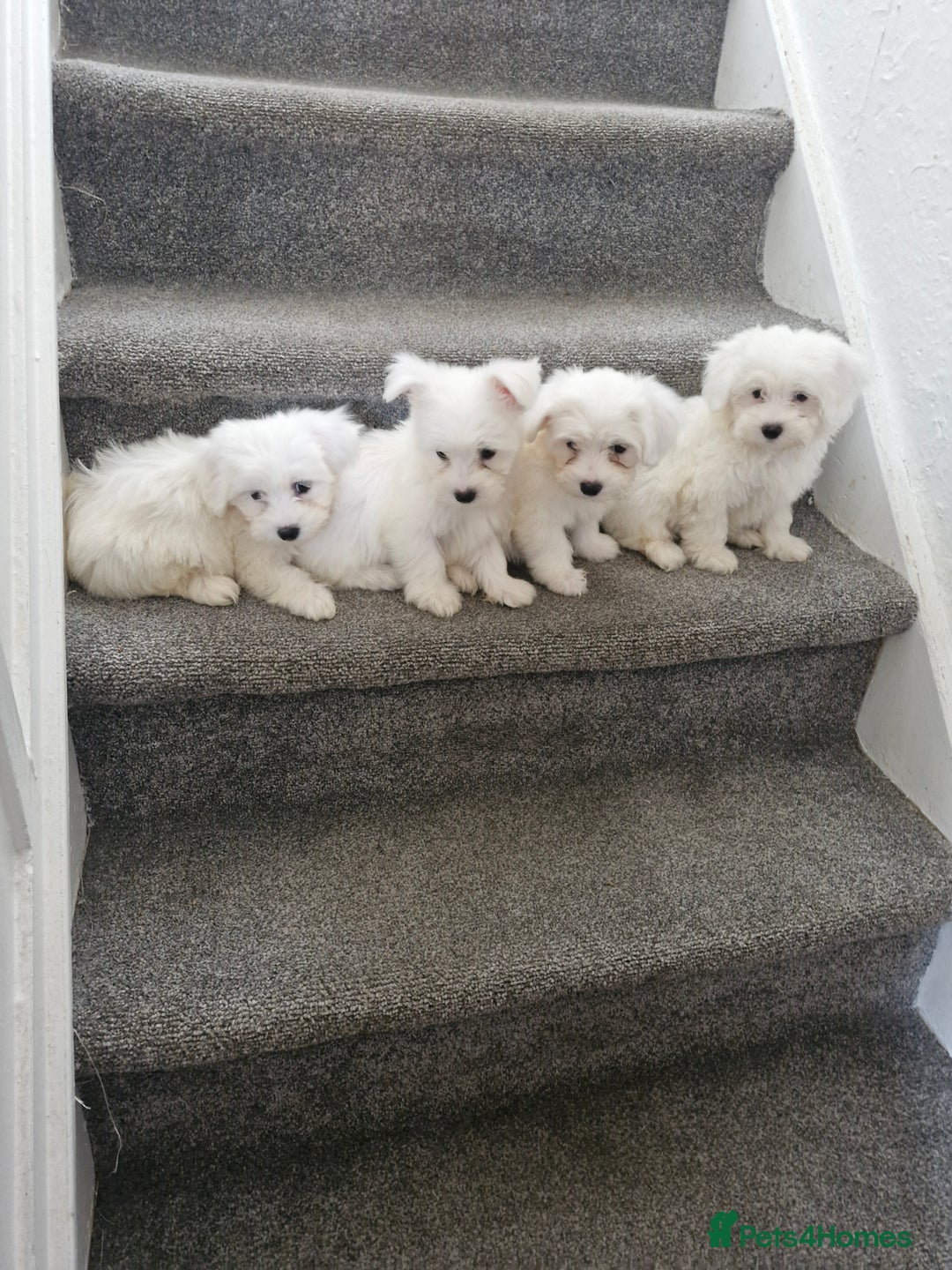 Maltese dogs for sale: Maltese puppies ready  - Image 6