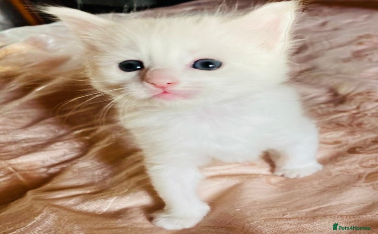 Mixed Breed cats - Advert 3