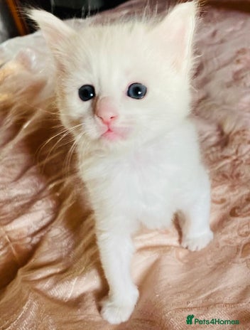 Mixed Breed cats - Advert 5