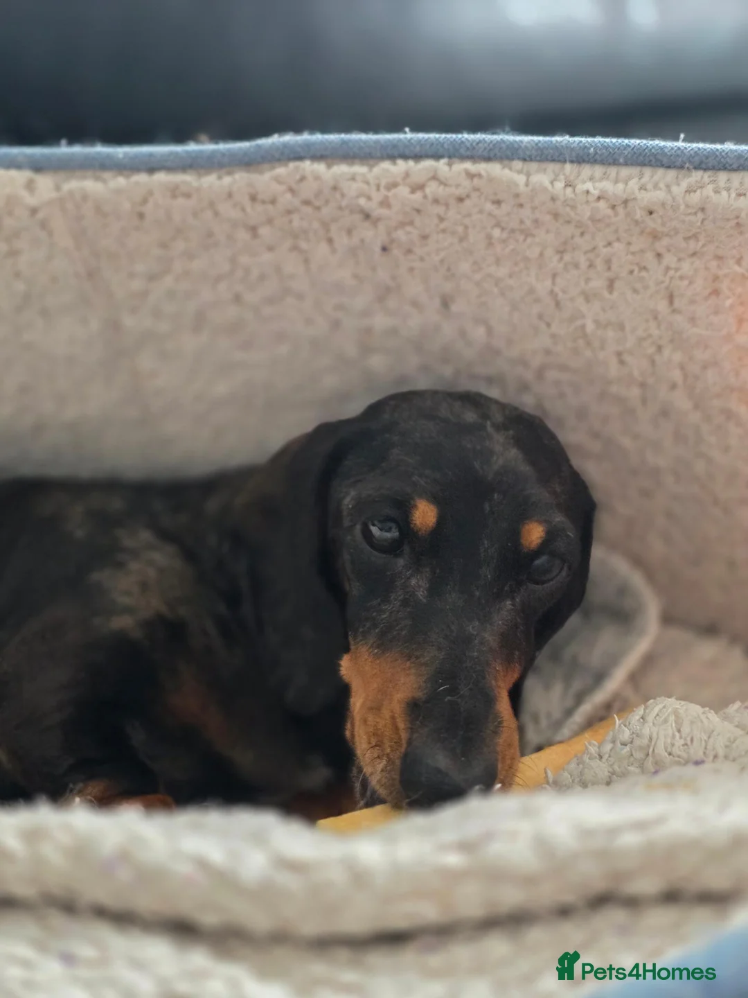 Dachshund dogs for sale: Adult Miniature Smooth Haired Dachshund - Advert 2
