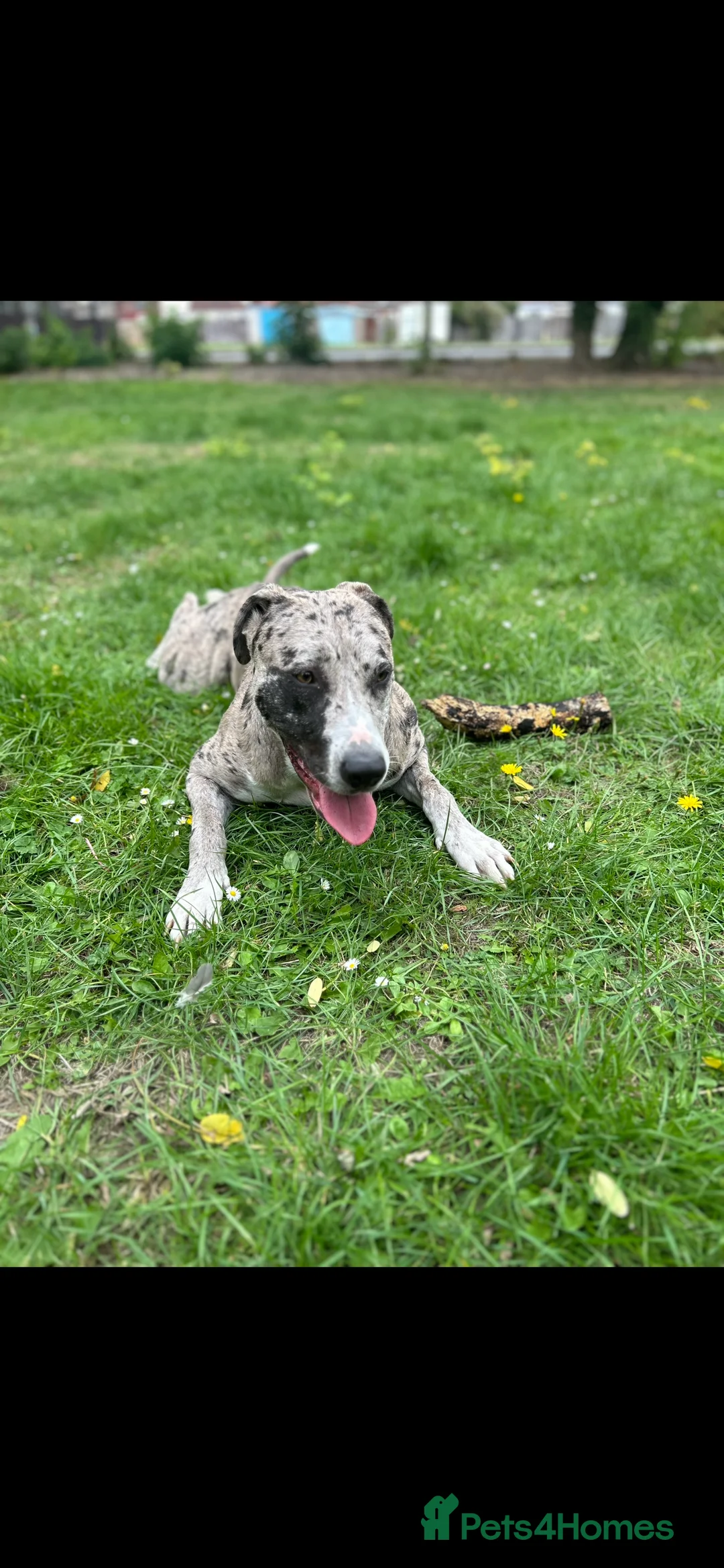 Mixed Breed dogs for sale: Catahoula leopard dog cross with Belgium Malinois  - Advert 16