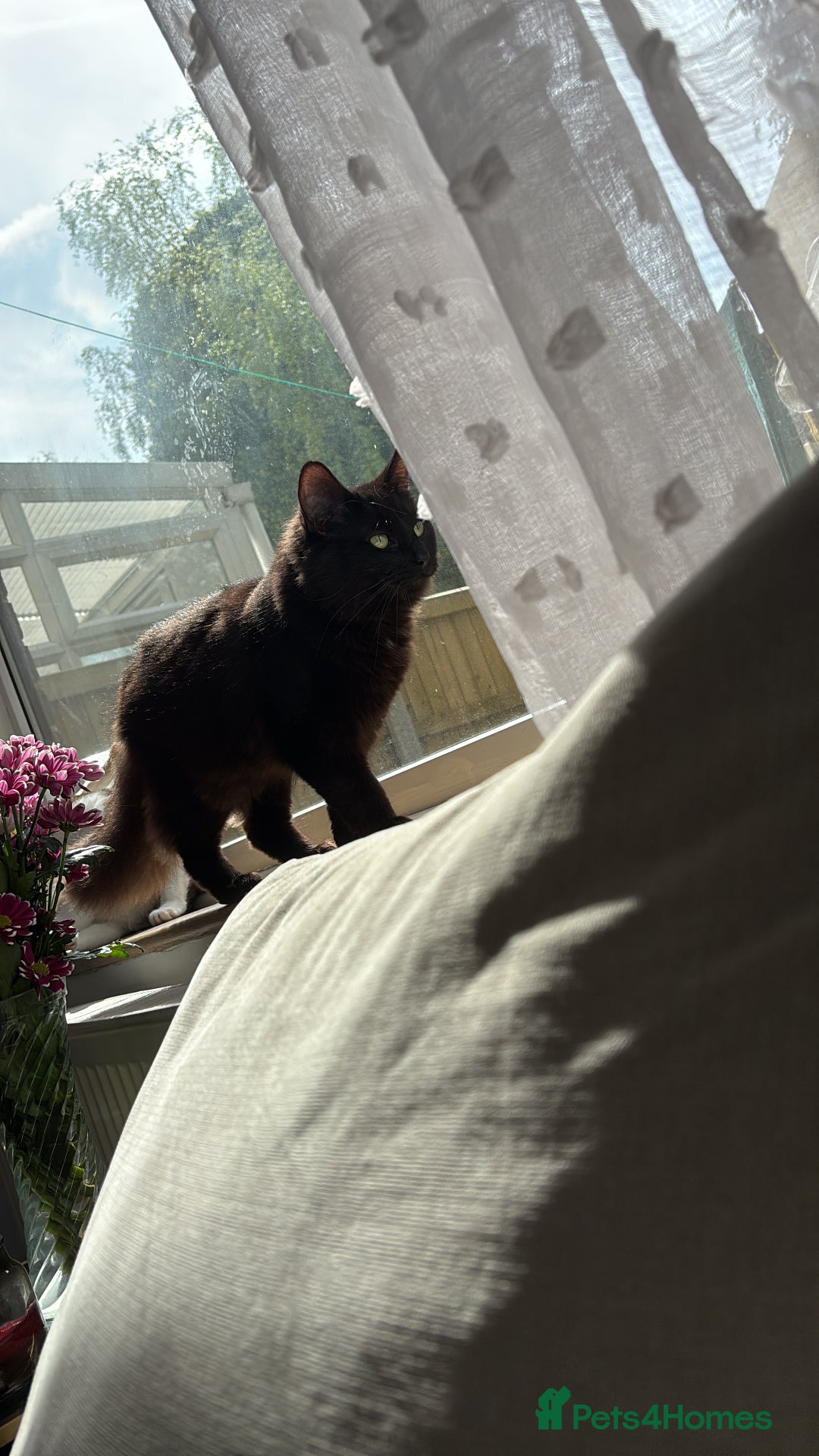 Mixed Breed cats for sale: 5 beautiful kittens looking for their forever home - Image 15