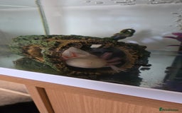 Axolotl reptiles for sale: Axolotl with tank etc - Image 2