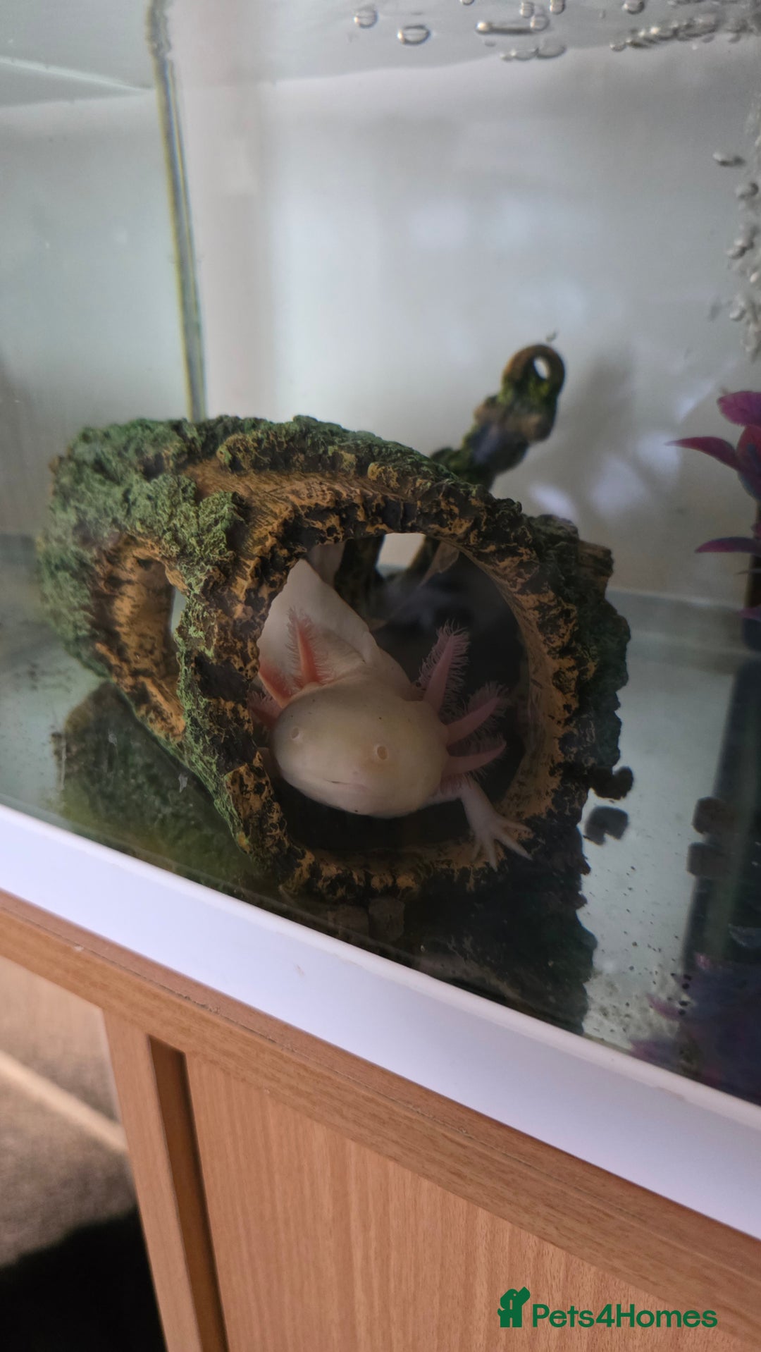 Axolotl reptiles for sale: Axolotl with tank etc - Image 2