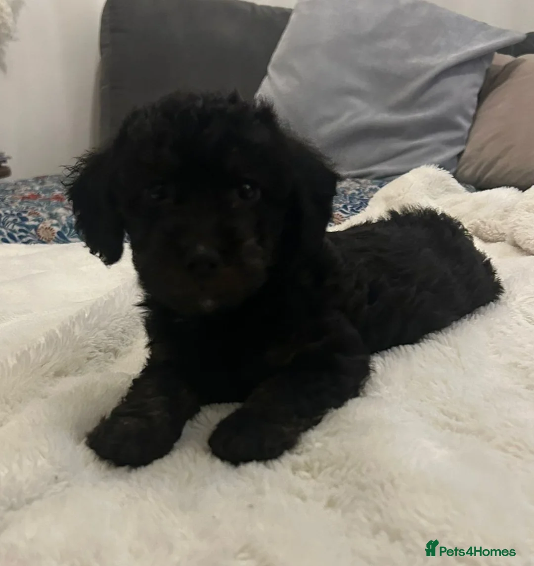 Jackapoo dogs for sale: Jackapoo puppies - Advert 14