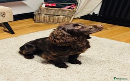 Cocker Spaniel dogs for sale: 1 year old working cocker  - Image 7