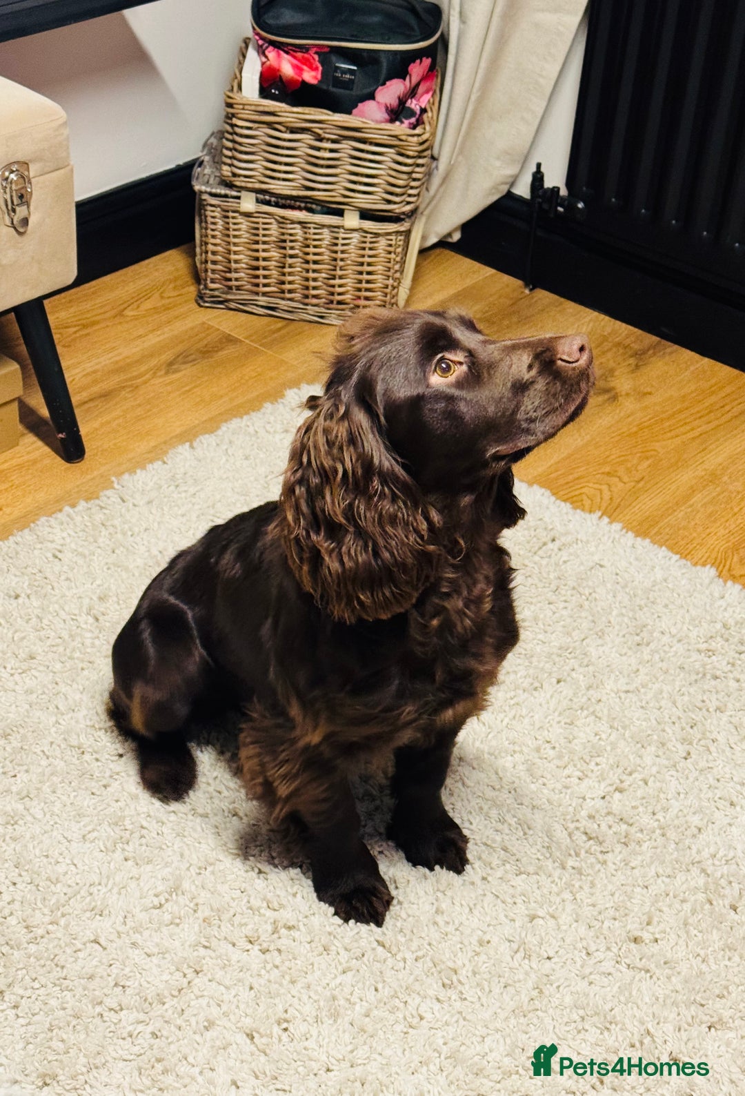 Cocker Spaniel dogs for sale: 1 year old working cocker  - Image 7