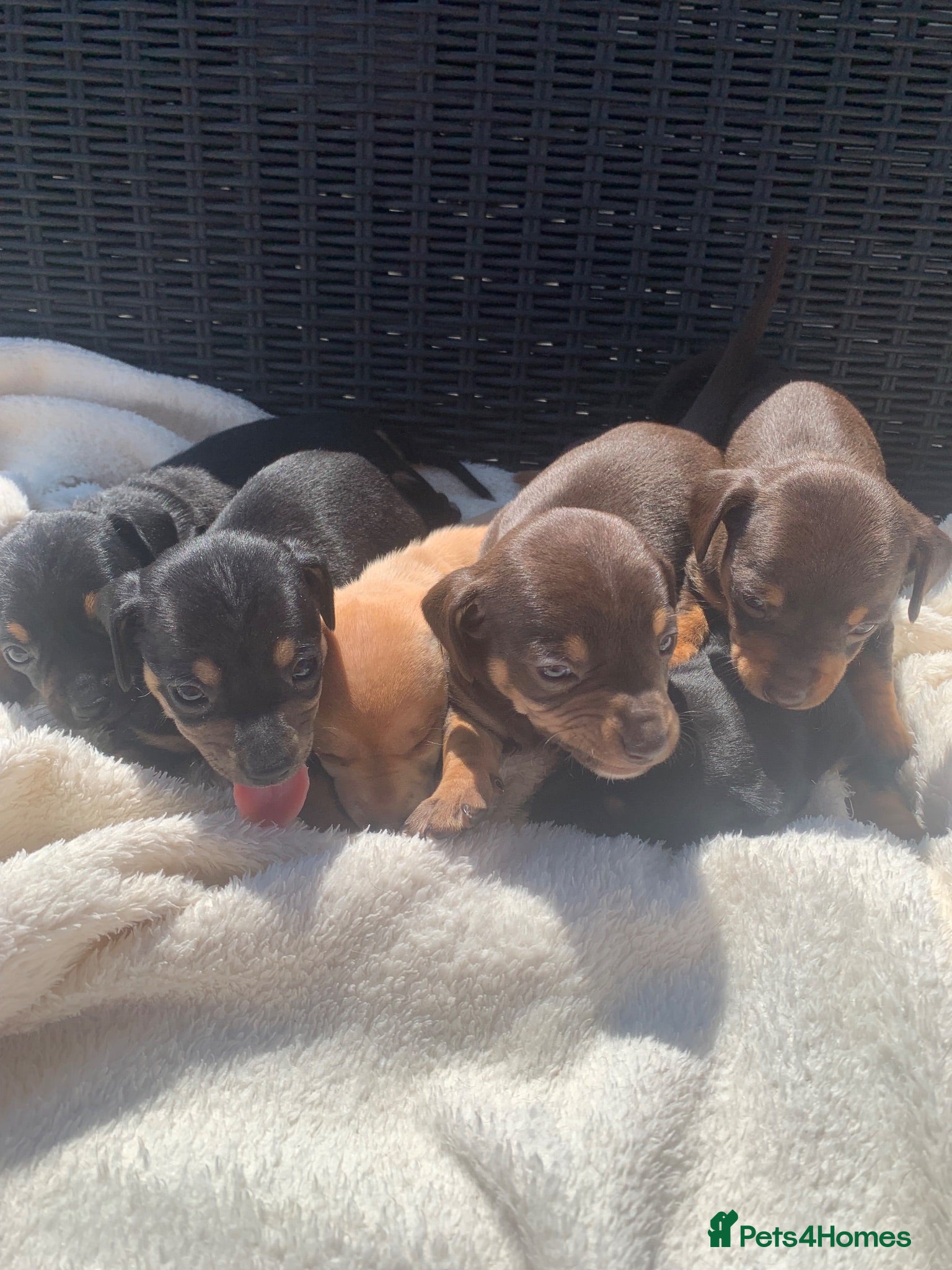 Dachshund dogs DACHSHUND PUPPIES READY 30TH AUGUST S - Advert 4