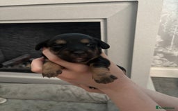 Mixed Breed dogs for sale: Jug and miniature dachshund mix pups - Image 19