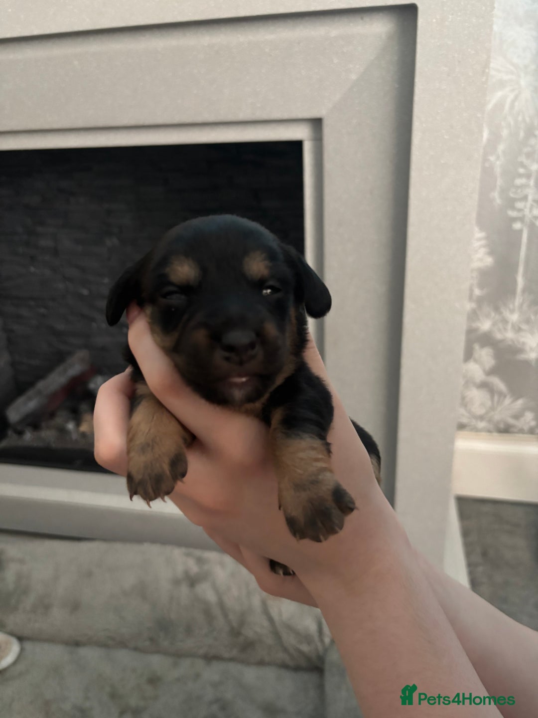 Mixed Breed dogs for sale: Jug and miniature dachshund mix pups - Image 19