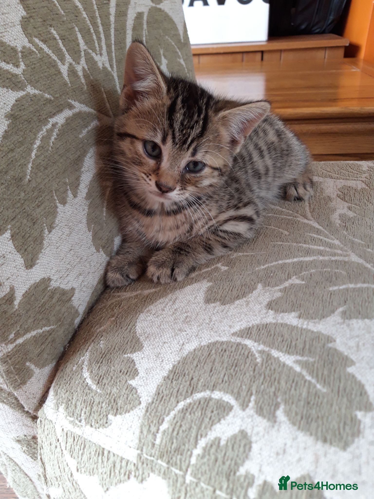 Mixed Breed cats Mixed Breed, Mother Bengal Tabby Cross  - Advert 7