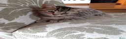 Mixed Breed cats for sale: Mixed Breed, Mother Bengal Tabby Cross  in Ipswich - Advert 1