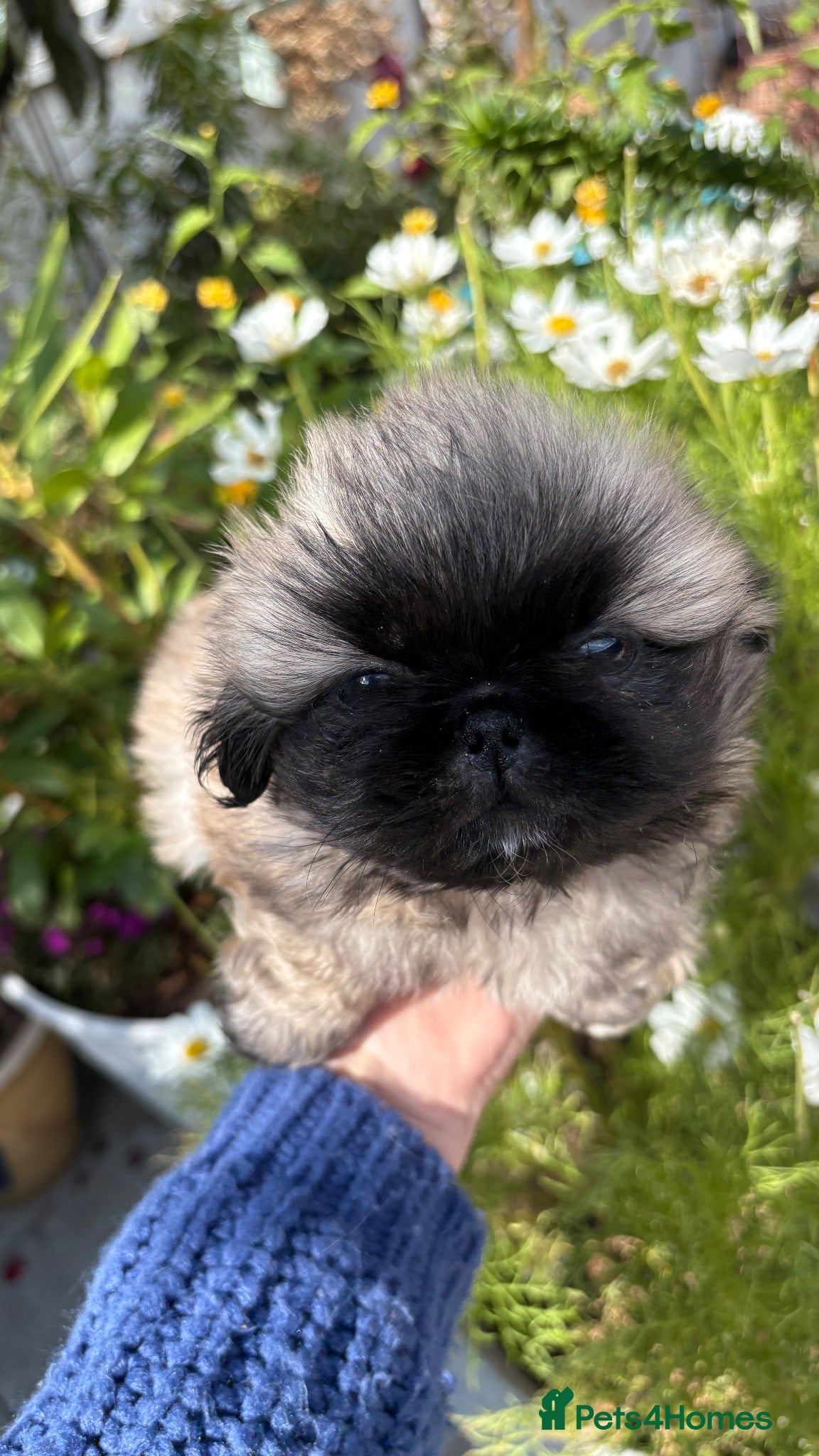 Pekingese dogs 💙 TINY SLEEVE MALES AVAILABLE 💙 - Advert 1