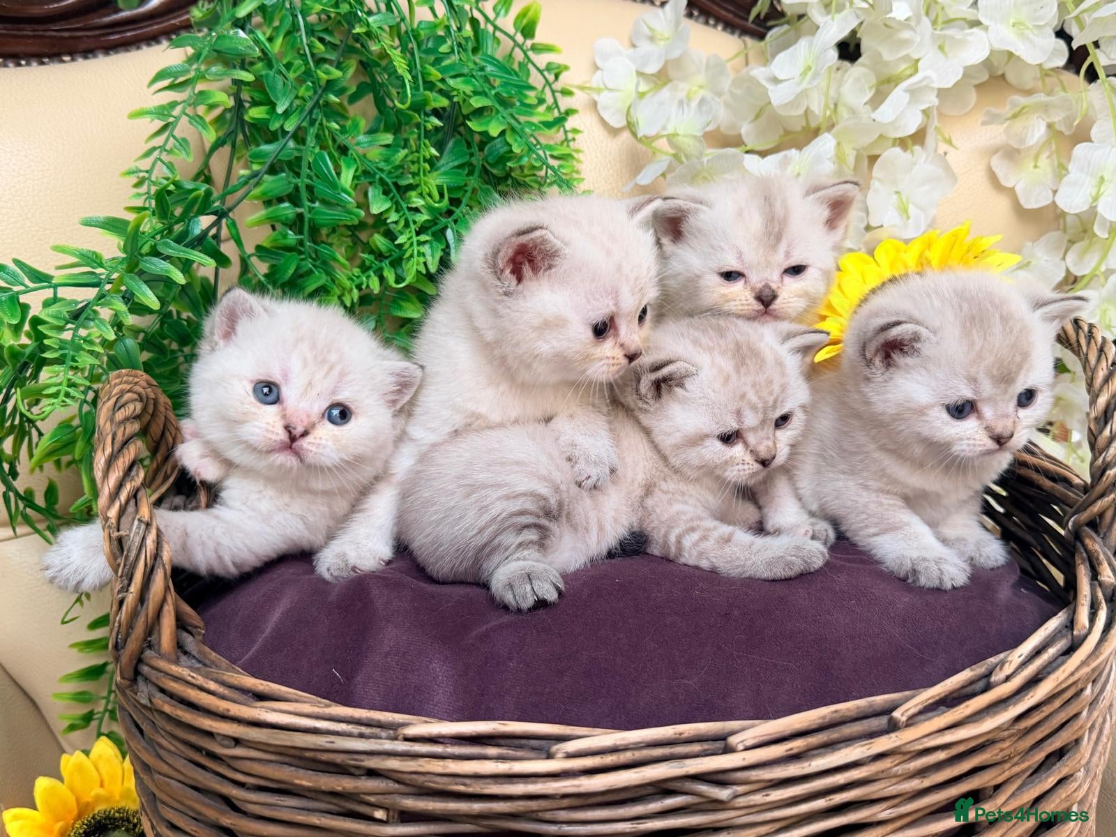 British Shorthair cats Silver tipped British Shorthair kittens - Advert 1