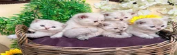British Shorthair cats for sale: Silver tipped British Shorthair kittens - Advert 1