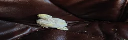 Budgerigars birds for sale: Baby Budgies 3 weeks old ready in 3 weeks. - Advert 5