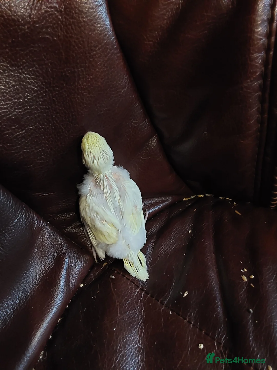 Budgerigars birds for sale: Baby Budgies 3 weeks old ready in 3 weeks. - Advert 5