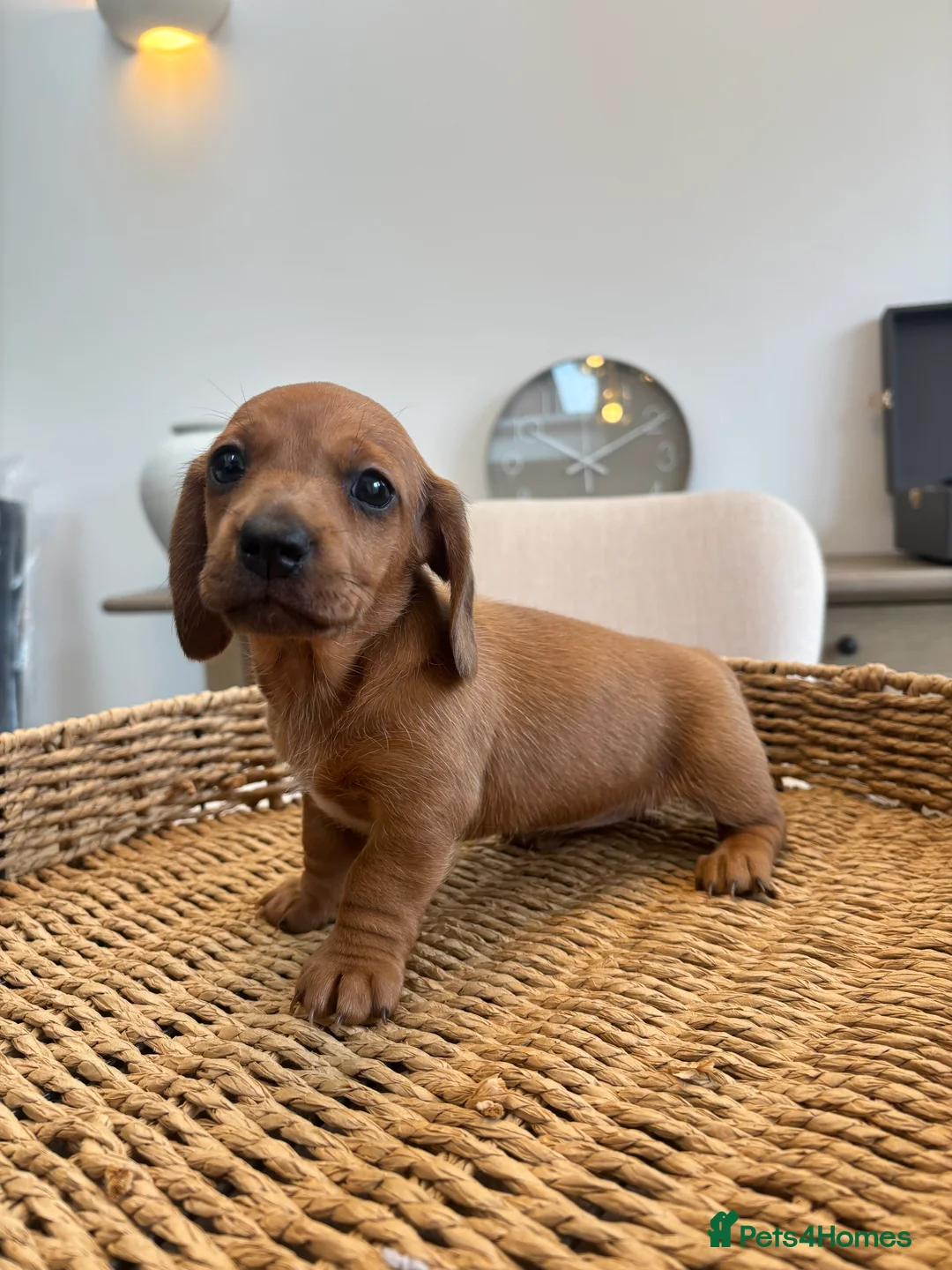 Miniature Dachshund dogs for sale: Stunning litter of miniature dachshunds - Advert 1