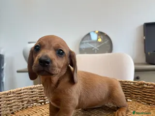 Miniature Dachshund dogs Stunning litter of miniature dachshunds - Advert 1