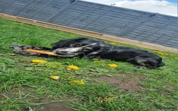 Sprocker dogs for sale: Beautiful sprocker girl  - Image 6