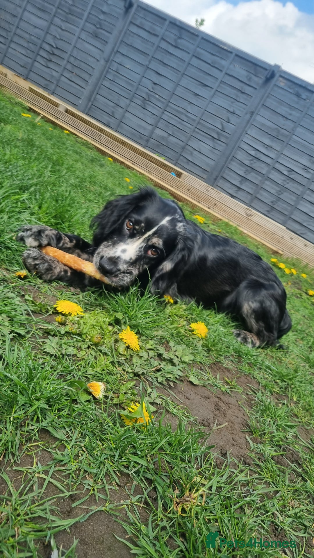 Sprocker dogs for sale: Beautiful sprocker girl  - Image 6