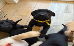 Labrador Retriever dogs for sale: 1 black boy left! ready to leave! Perfect labs! - Image 32