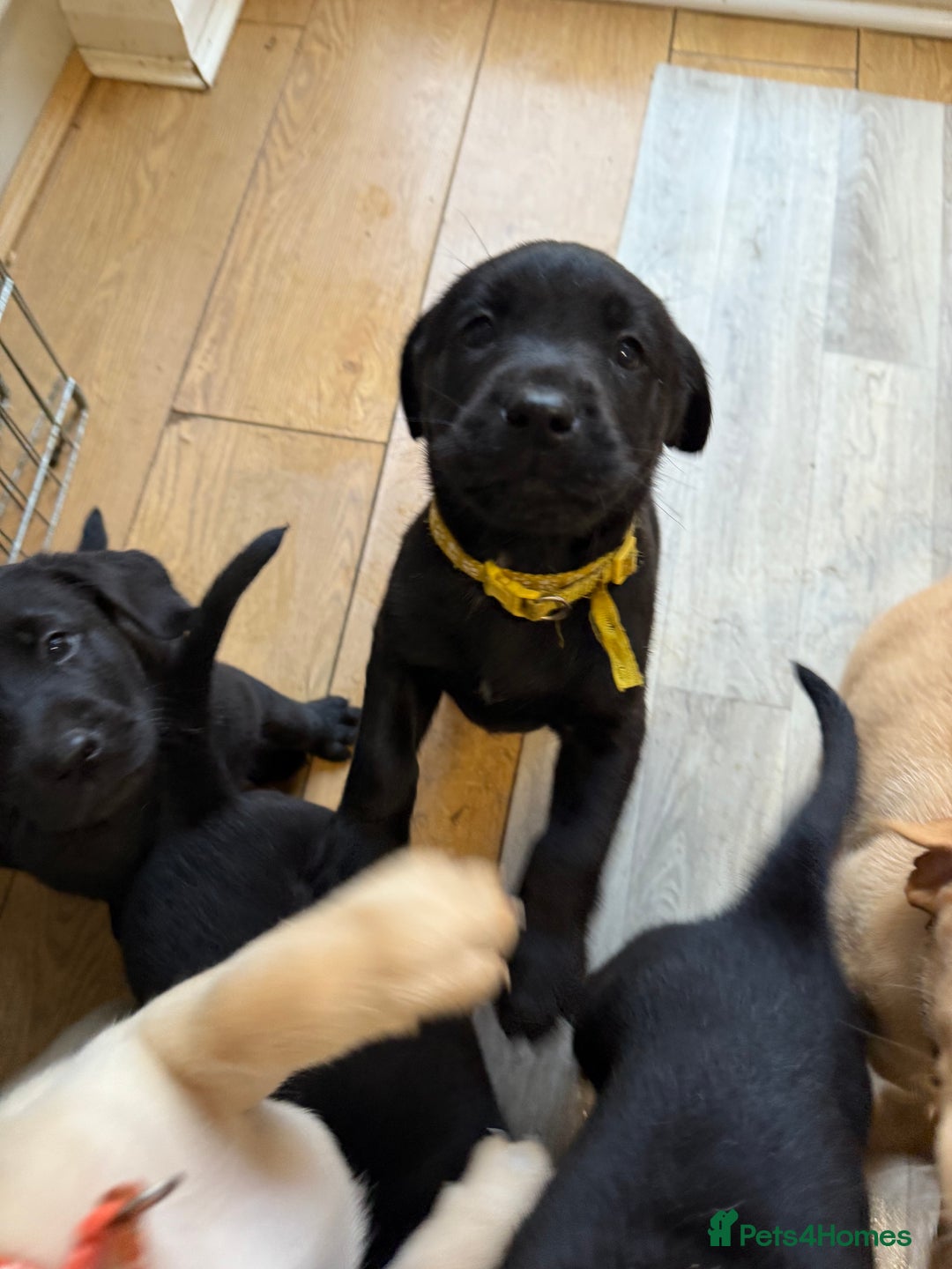 Labrador Retriever dogs for sale: 1 black boy left! ready to leave! Perfect labs! - Image 32
