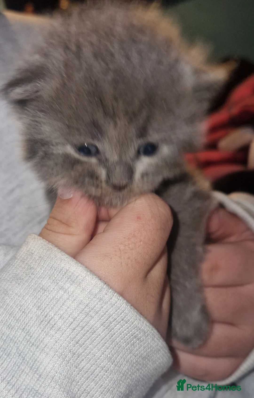 British Longhair cats for sale: She cross Norwegian kittens  - Advert 1