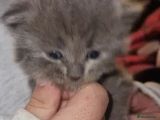 British Longhair cats She cross Norwegian kittens - Advert 2