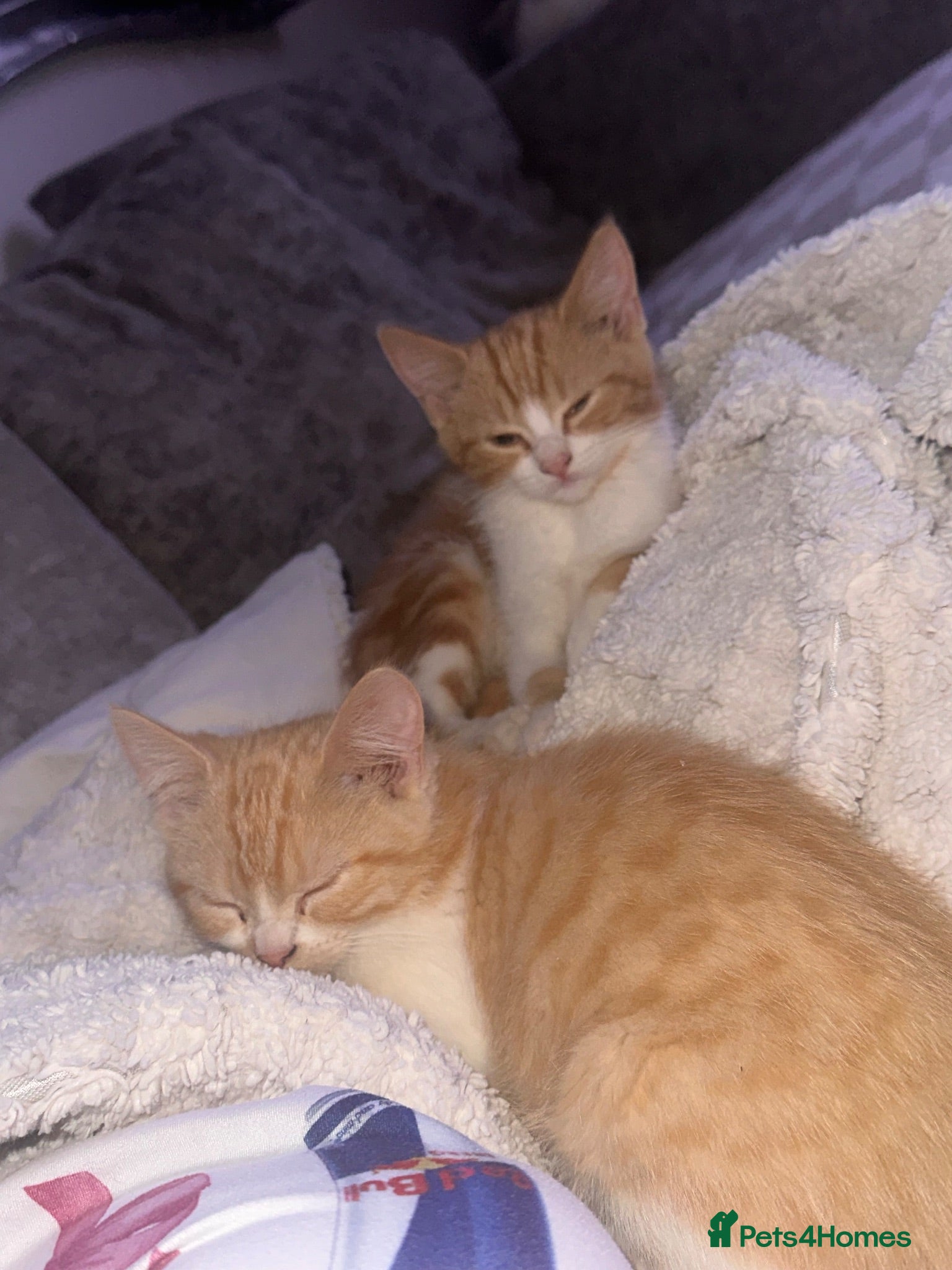 Mixed Breed cats Half Persian kittens  - Advert 1