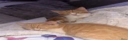 Mixed Breed cats for sale: Half Persian kittens  - Advert 1