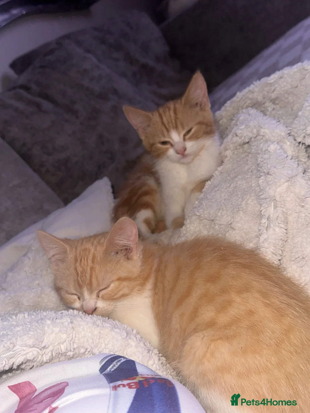 Mixed Breed cats for sale: Half Persian kittens  - Advert 1