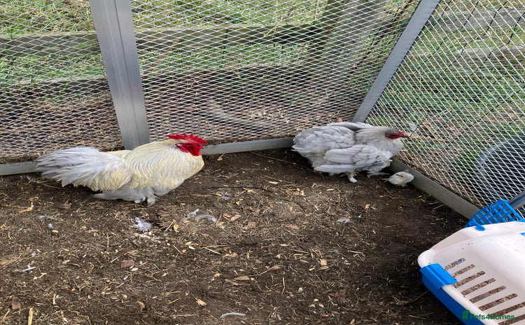 Chickens poultry - Advert 2