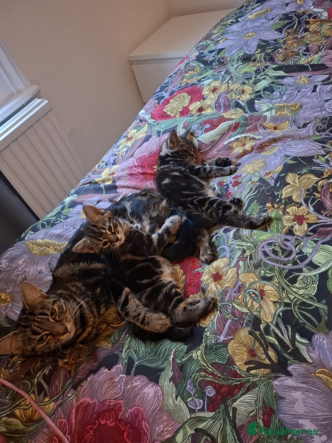 Mixed Breed cats for sale: 2 beautiful playful boys. Stunning tabby markings - Advert 3