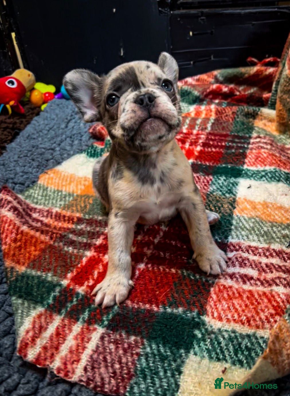 French Bulldog dogs for sale: Beautiful French Bulldog Puppies – 6 Available 🐾 in Colchester - Advert 12