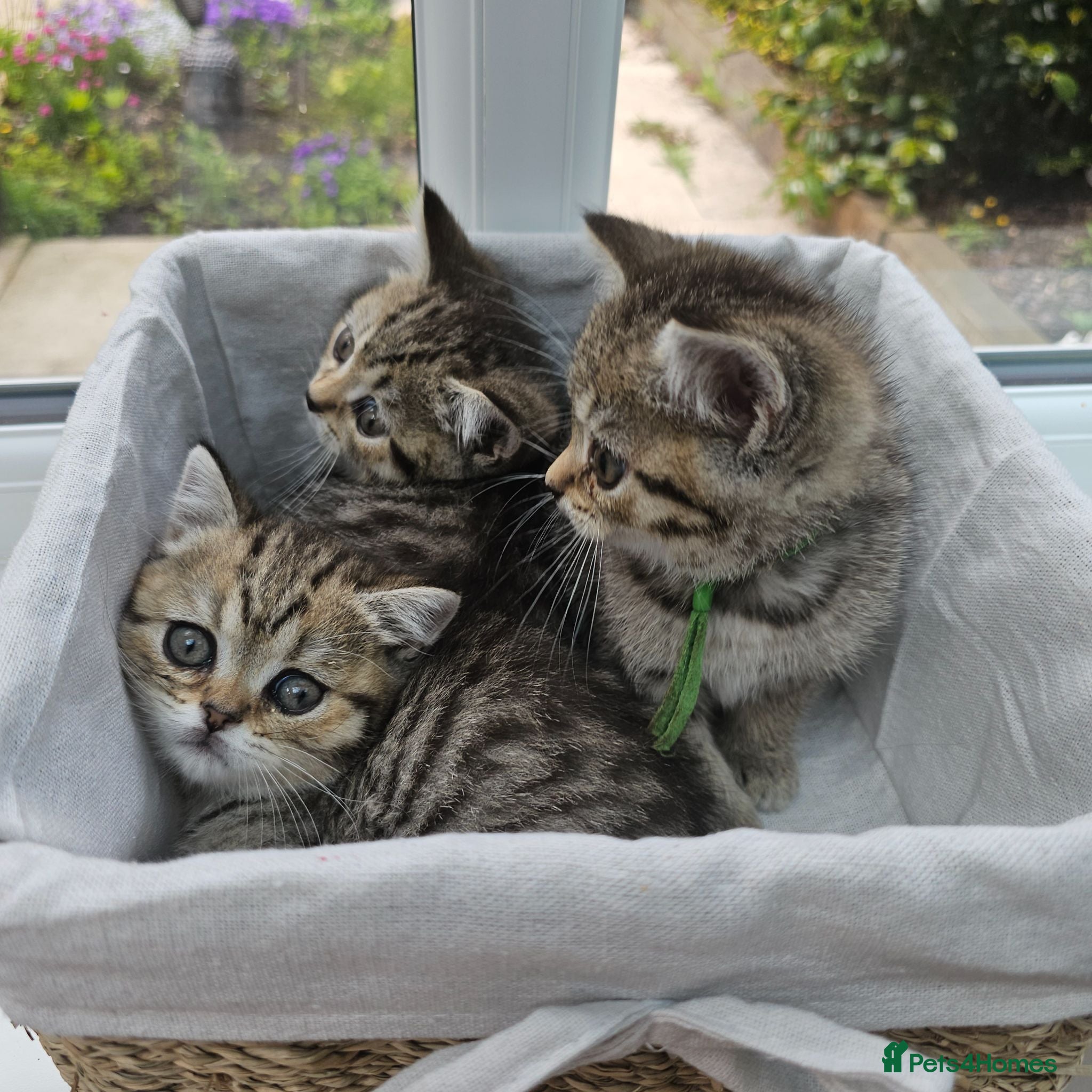 British Shorthair cats Tica reg ready to leave bsh tabby - Advert 18