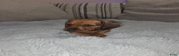 Dachshund dogs for sale: Miniature dachshund  in Thatcham - Advert 4