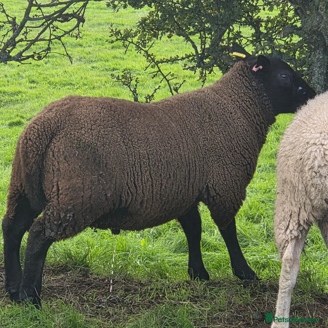 Sheep livestock for sale: Dutch Spotted x Texel Ram Lamb x2 - Advert 2